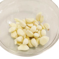 China Fresh white garlic peeled